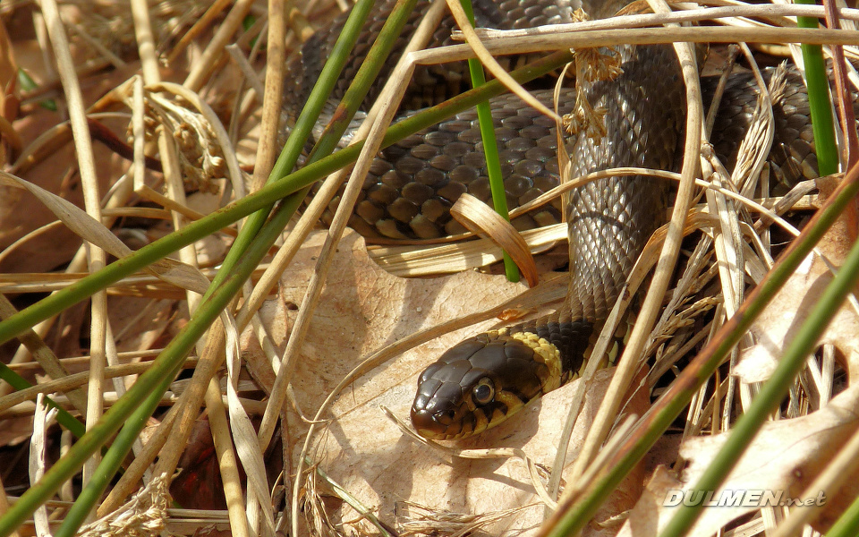 Grass Snake (Natrix natrix)